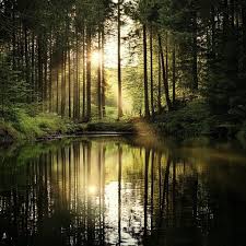 Lake Forest